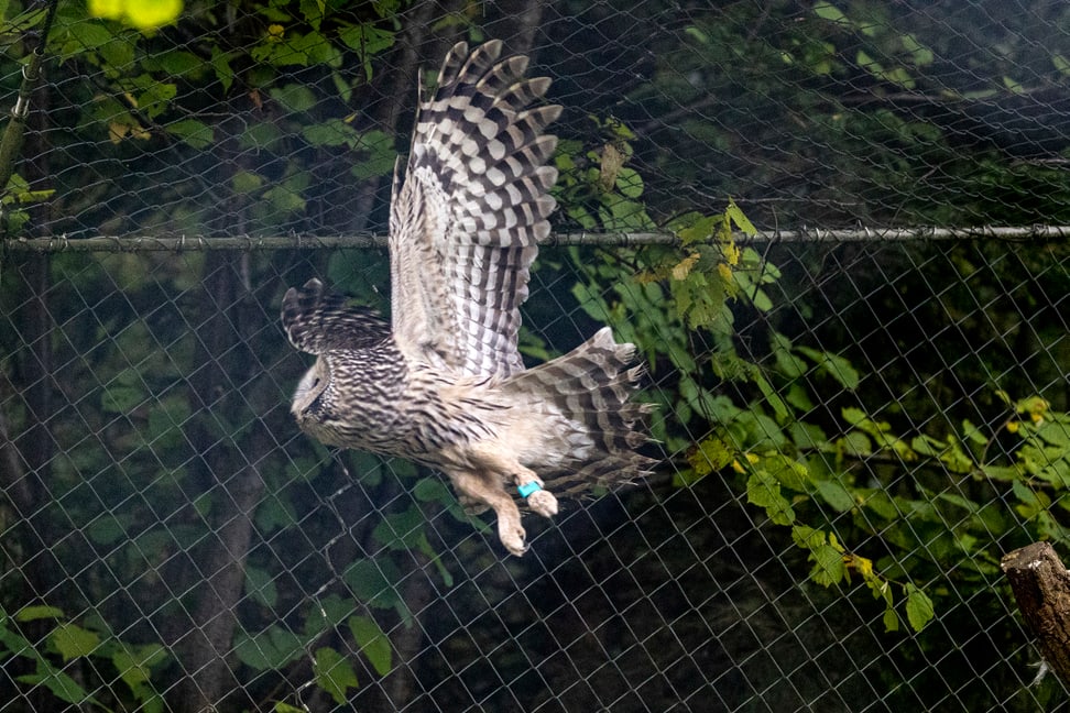 Habichtskauz im Zoo Zürich.