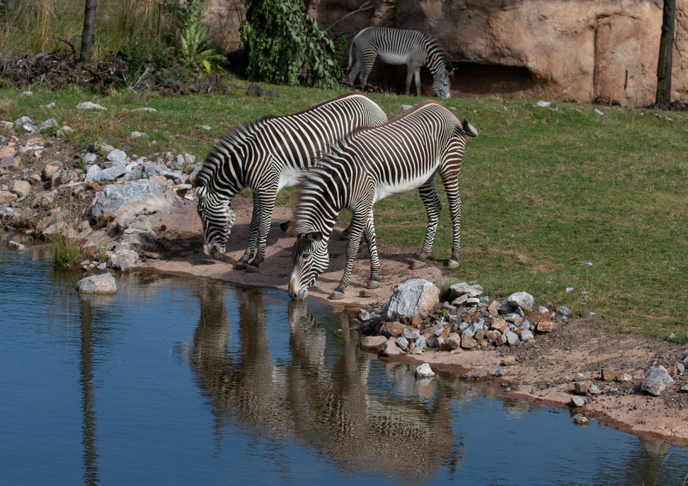 Grevyzebras in der Lewa Savanne im Zoo Zürich.