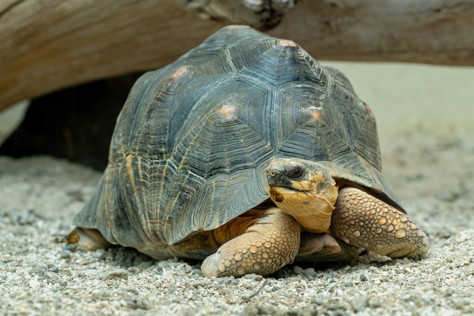 Strahlenschildkröte im Zoo Zürich.