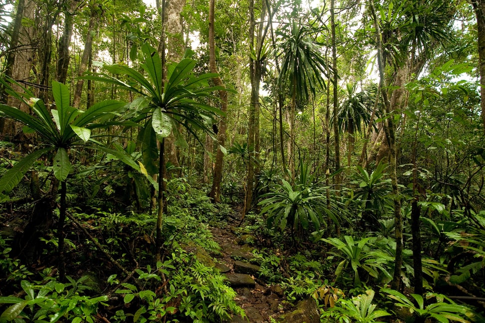 Masoala Nationalpark, Regenwald. 
