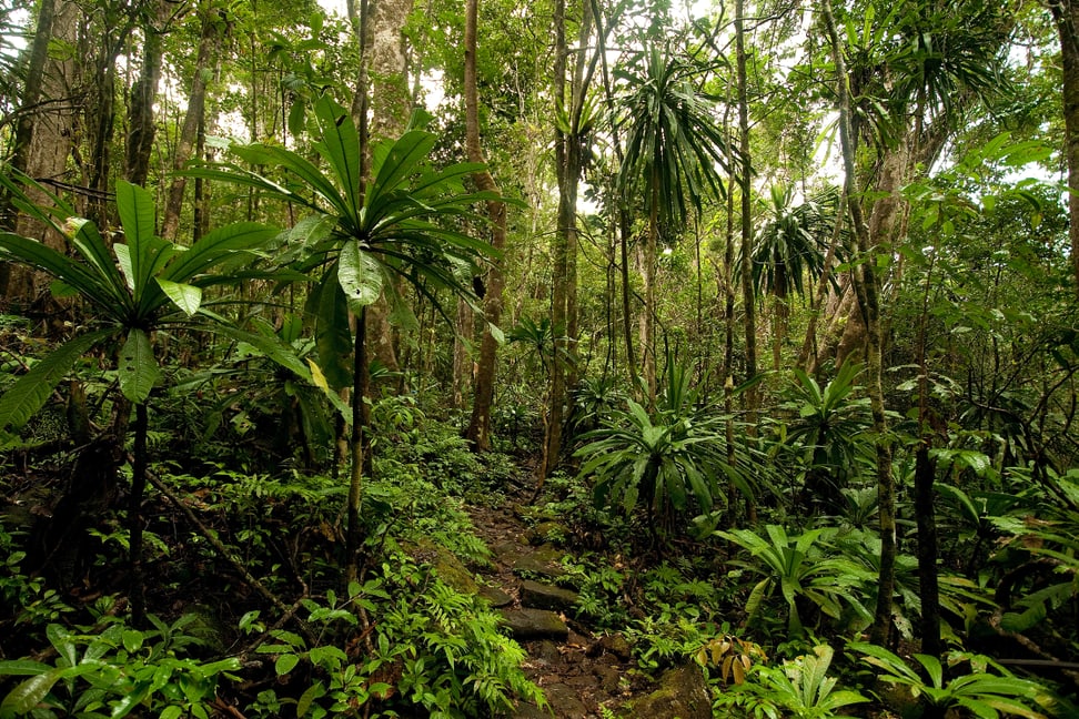 Foto: Zoo Zürich, Martin Bauert Masoala Nationalpark, Regenwald.