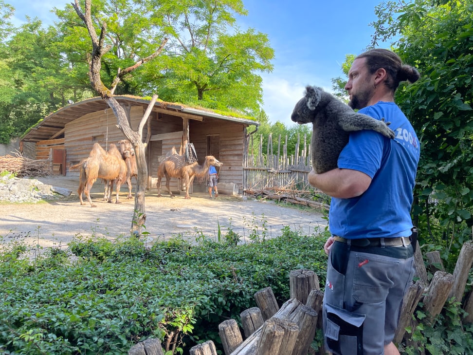 Tierpfleger Philipp Lederle macht einen Spaziergang durch den Zoo mit Koala Uki.
