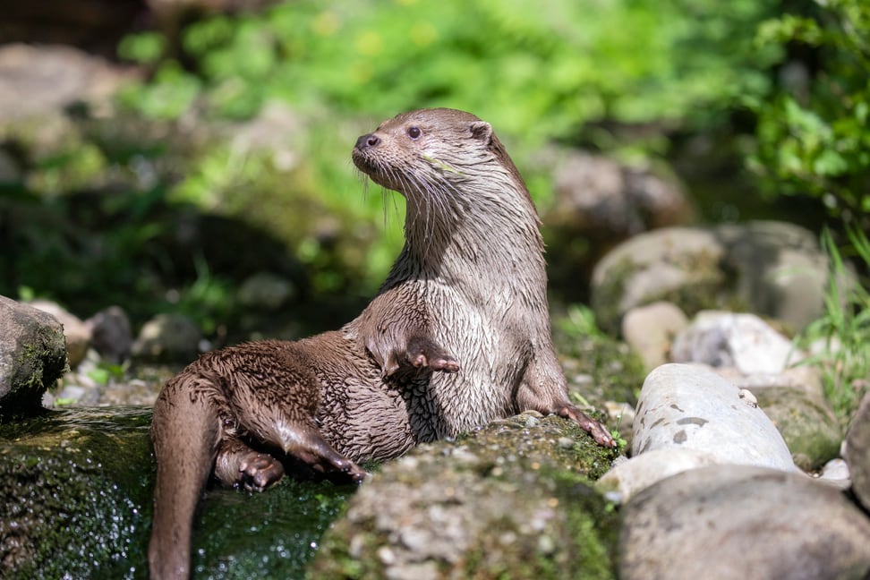 Europäischer Fischotter Lulu im Zoo Zürich.