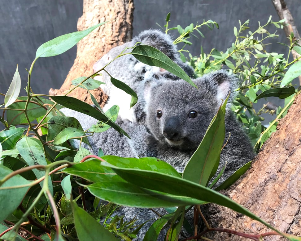 Koala Uki und Mutter Pippa. Foto: Philipp Lederle
