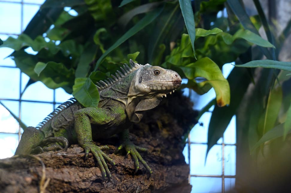 Kleiner Antillen-Leguan im Exotarium des Zoo Zürich.