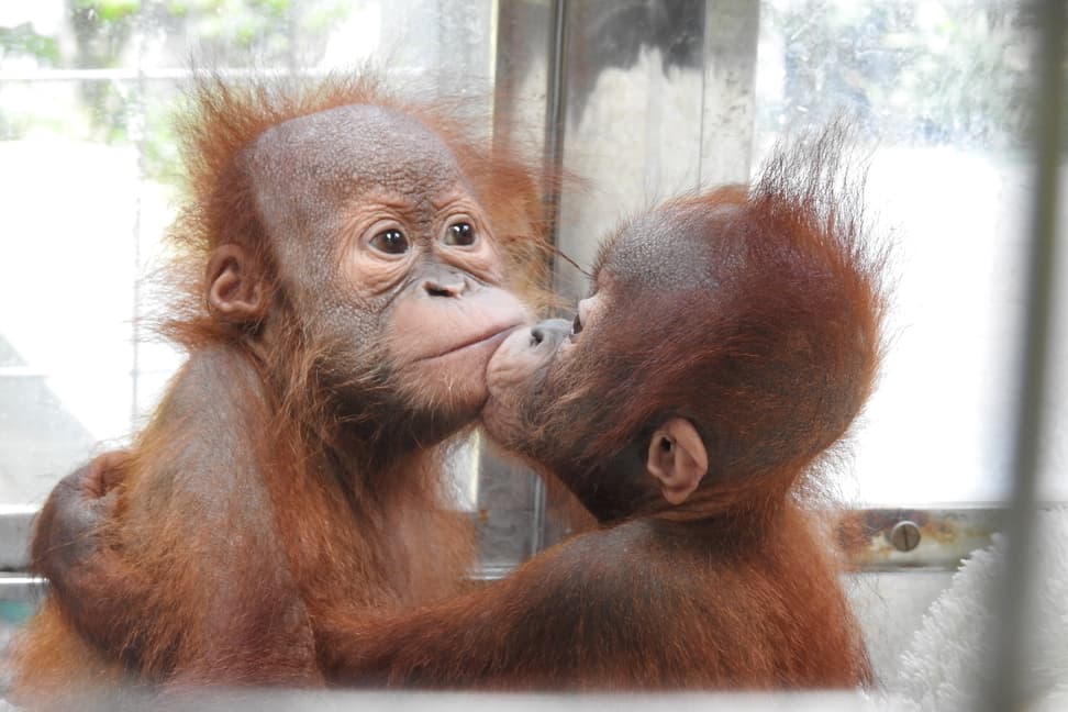 Junge Sumatra-Orang-Utans im PanEco-Schutzprogramm.