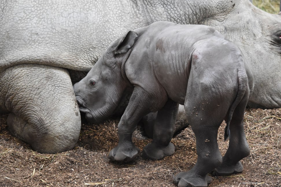 Breitmaulnashorn Ushindi im Zoo Zürich.