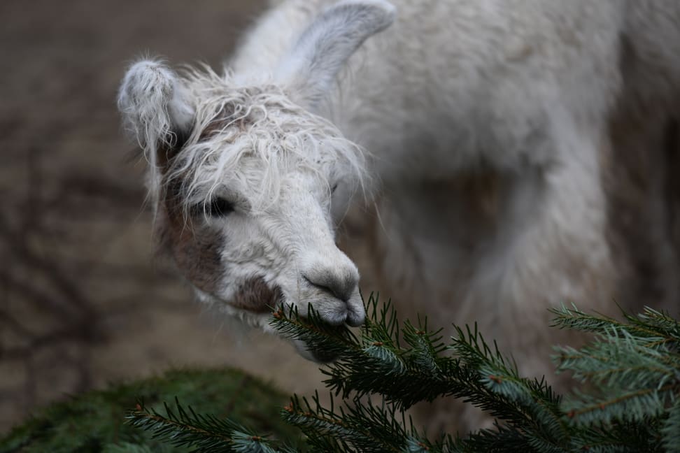 Lama im Zoo Zürich freut sich über Christbaum. 