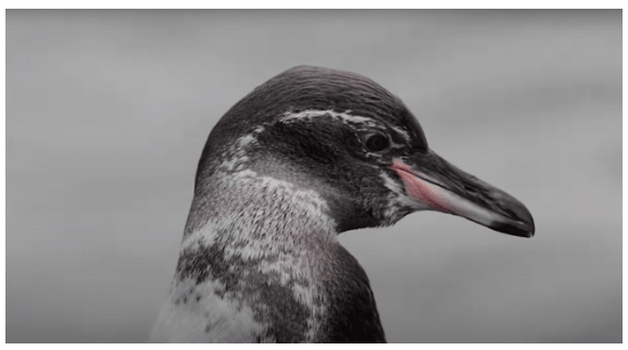 Galápagos Pinguin ©CDF