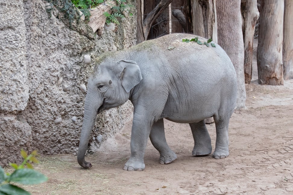 Elefant Omysha Bild: Enzo Franchini