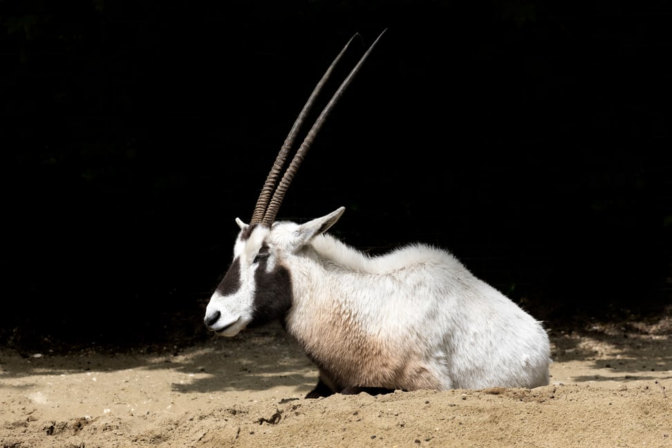 Arabische Oryx-Antilope im Zoo Zürich