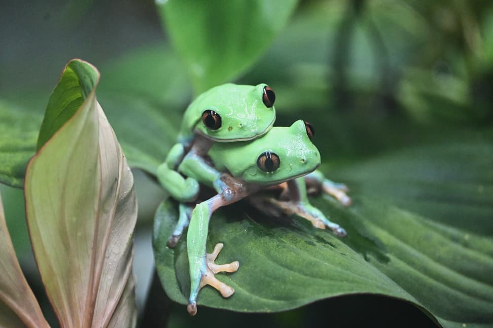 Orangeaugen-Laubfrosch bei der Paarung. 