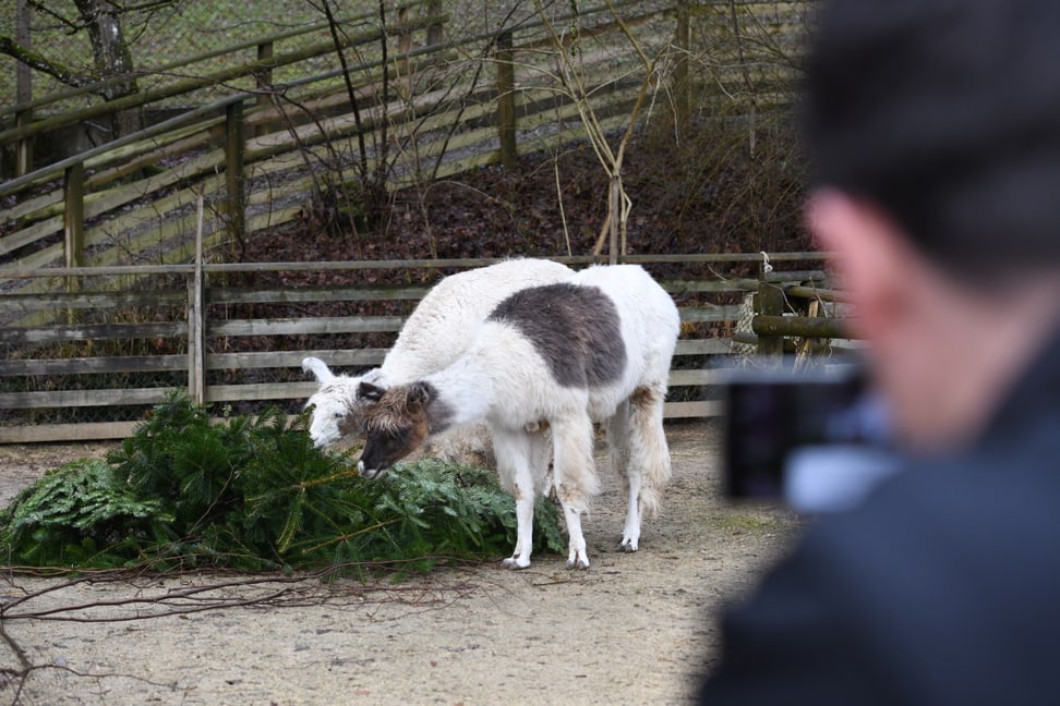 Zwei Lamas geniessen ihren Christbaum. 