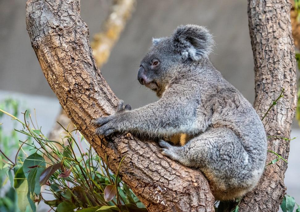 Koala Maisy Zoonews, Foto: Zoo Zürich, Albert Schmidmeister Koala Maisy Zoonews, Foto: Zoo Zürich, Albert Schmidmeister