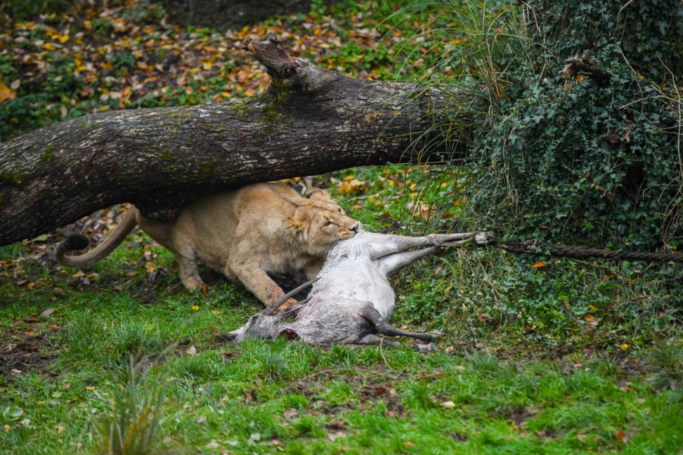 Löwe frisst Oryx-Antilope