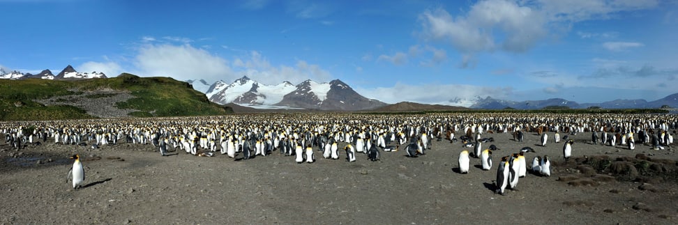 Königspinguine in der Antarktis