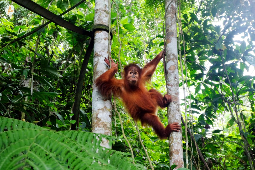 Projet de conservation de la nature à Sumatra.