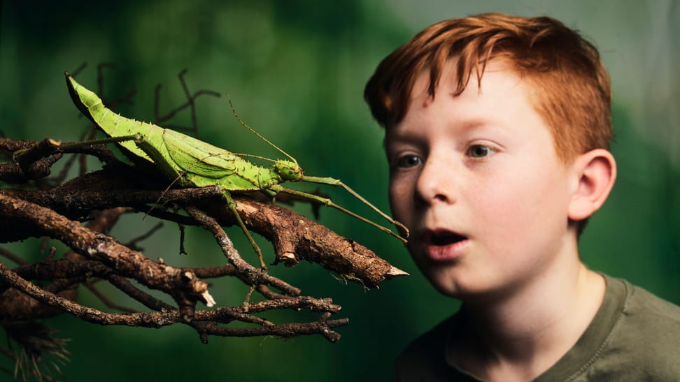 Malayan jungle nymph with zoo guest in the insect forest at Zoo Zurich.
