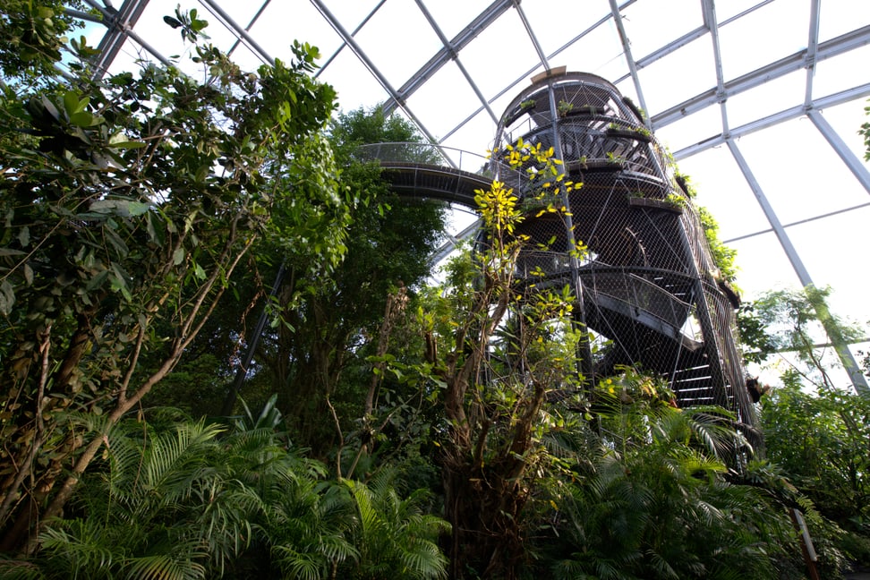Foto: Zoo Zürich, Corinne Invernizzi Baumkronen-Weg im Masoala Regenwald im Juli 2013.