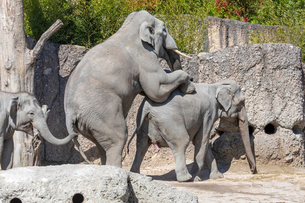Foto: Zoo Zürich, Enzo Franchini Kraftakt: Bulle Thai paart sich mit Indi.
