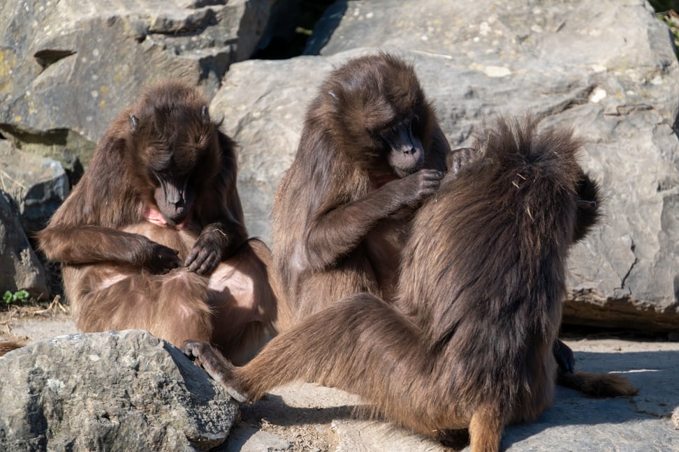 Dscheladas beim Grooming. 