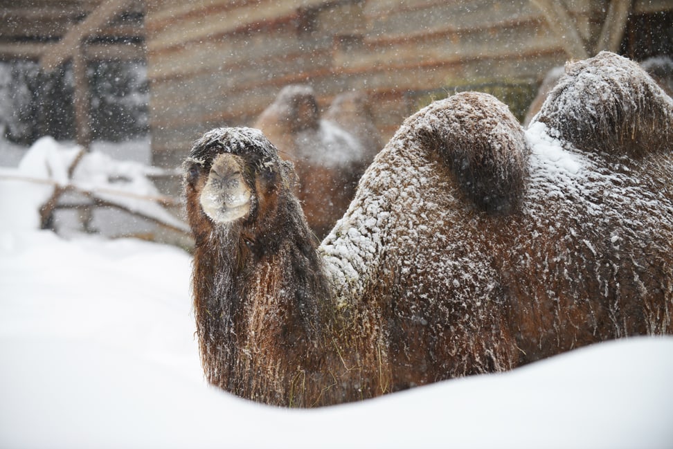 Foto: Zoo Zürich, Nicole Schnyder Trampeltier im Schnee im Zoo Zürich am 15.1.2021.