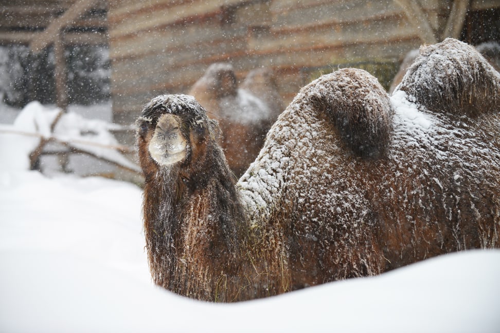 Trampeltier im Schnee im Zoo Zürich am 15.1.2021.