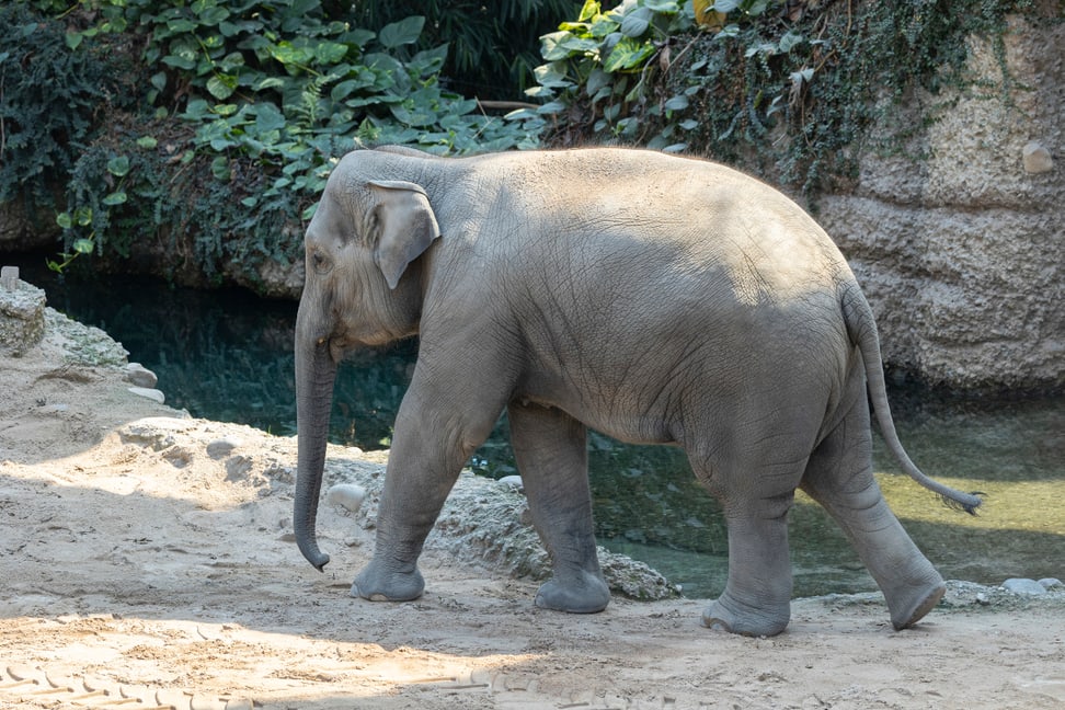 Foto: Zoo Zürich, Enzo Franchini Die Asiatische Elefantekuh Ruwani im Kaeng Krachan Elefantenpark des Zoo Zürich.