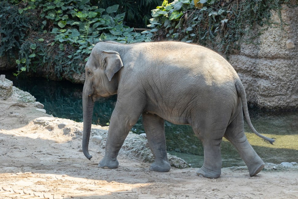 Die Asiatische Elefantekuh Ruwani im Kaeng Krachan Elefantenpark des Zoo Zürich.