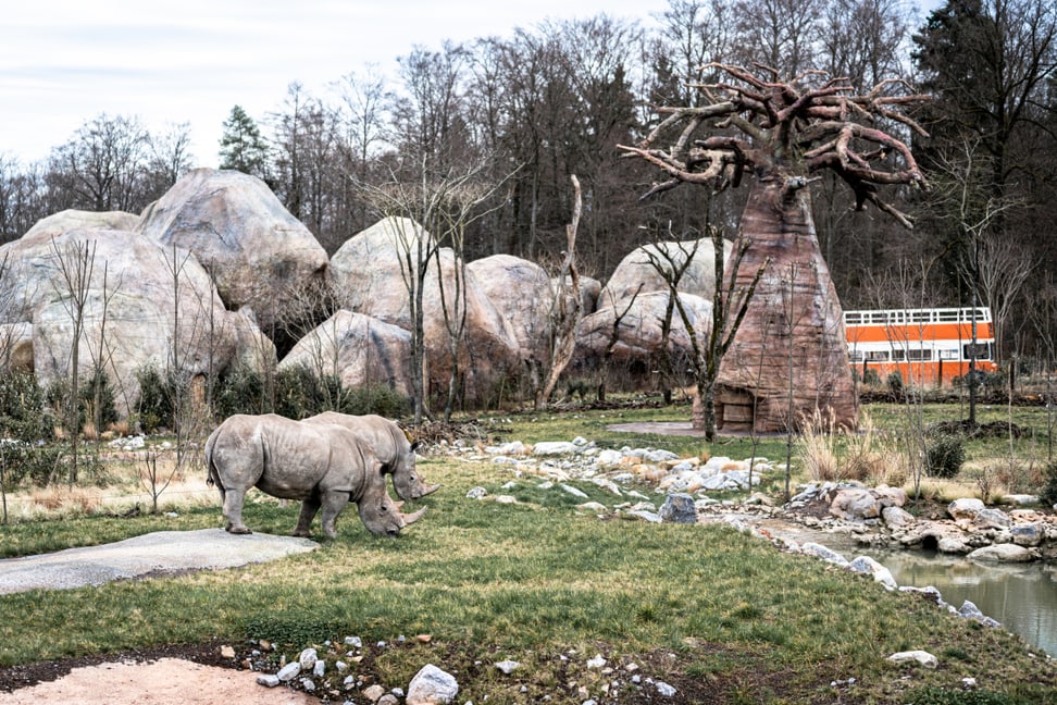 Foto: Zoo Zürich, Marco Schaffner Breitmaulnashörner Teshi und Rami in der Lewa Savanne