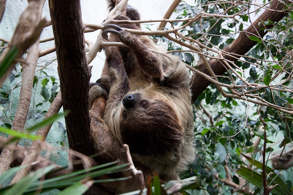 Foto: Zoo Zürich, Peter Bolliger Zweifinger-Faultier im Exotarium des Zoo Zürich.
