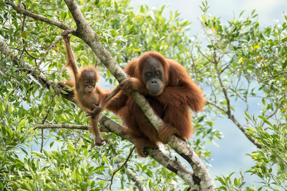 Sumatra-Orang-Utans Marconi und ihr Sohn Masen in Jantho auf Sumatra.