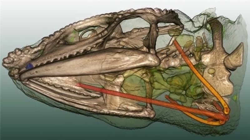 Grafische Darstellung der Zungenstruktur des Pantherchamäleons.