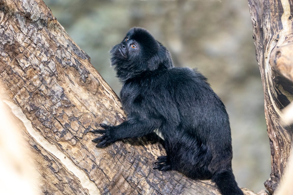 Foto: Zoo Zürich, Enzo Franchini Springtamarin im Zoo Zürich.