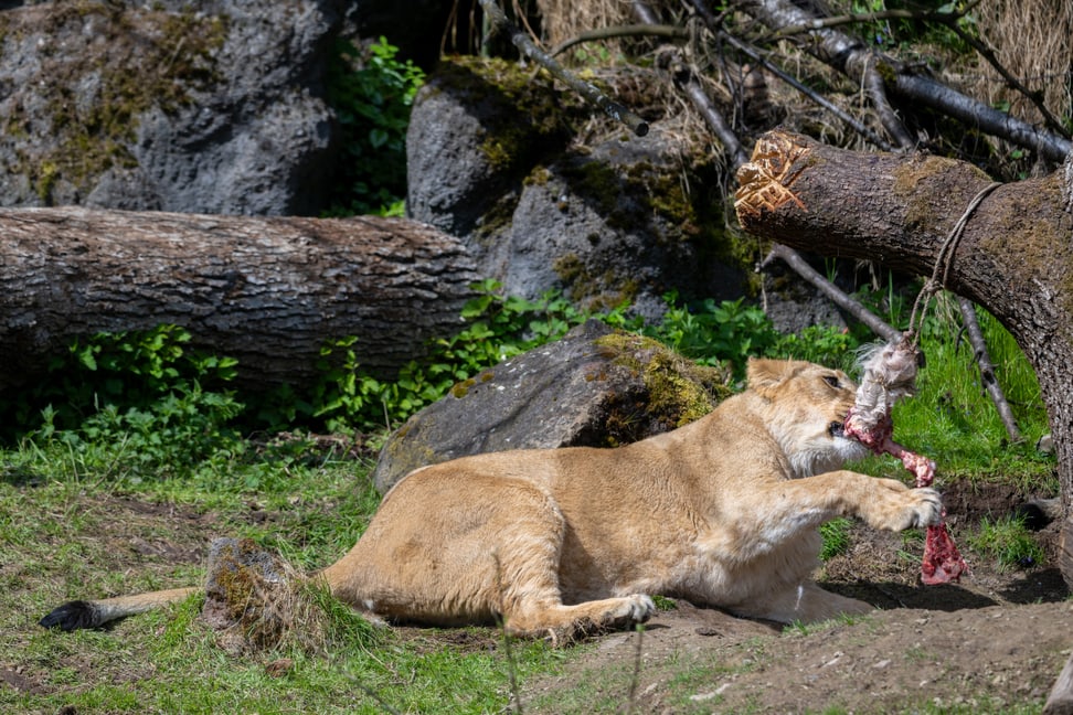 Asiatischer Löwe beim Fressen im Lebensraum Panthera des Zoo Zürich.