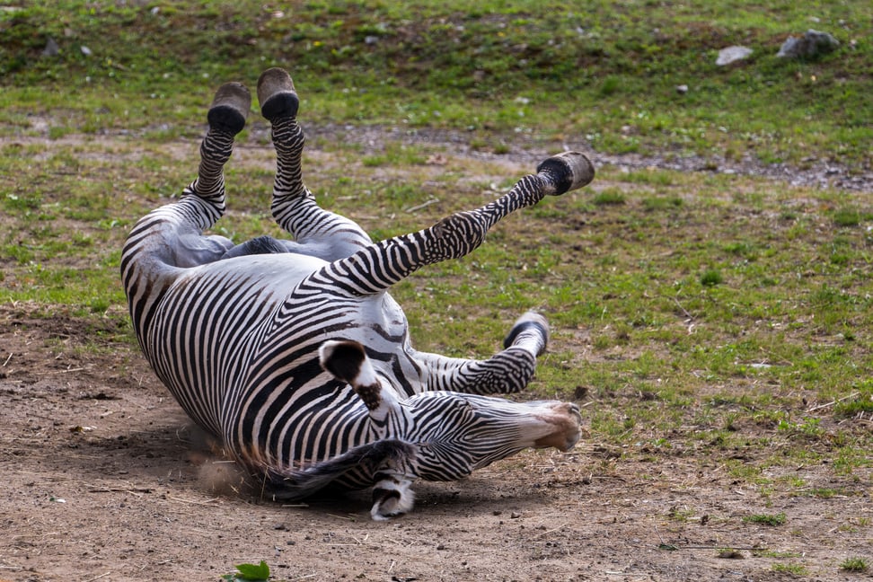 Grevyzebrahengst Rashidi auf der Lewa Savanne im Zoo Zürich.