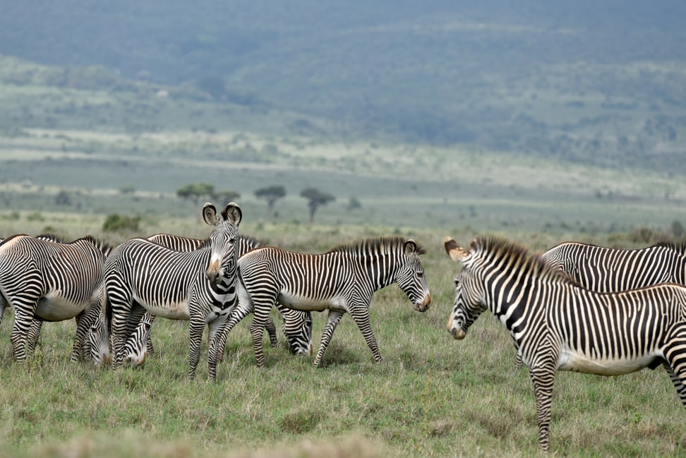 Grevyzebras im Lewa Wildlife Conservancy in Kenia.