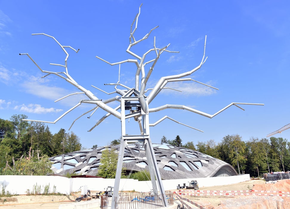 Bau Baobab Baum Bau Baobab Baum