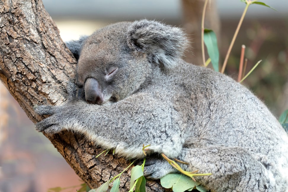 Koala Maisy im Zoo Zürich.