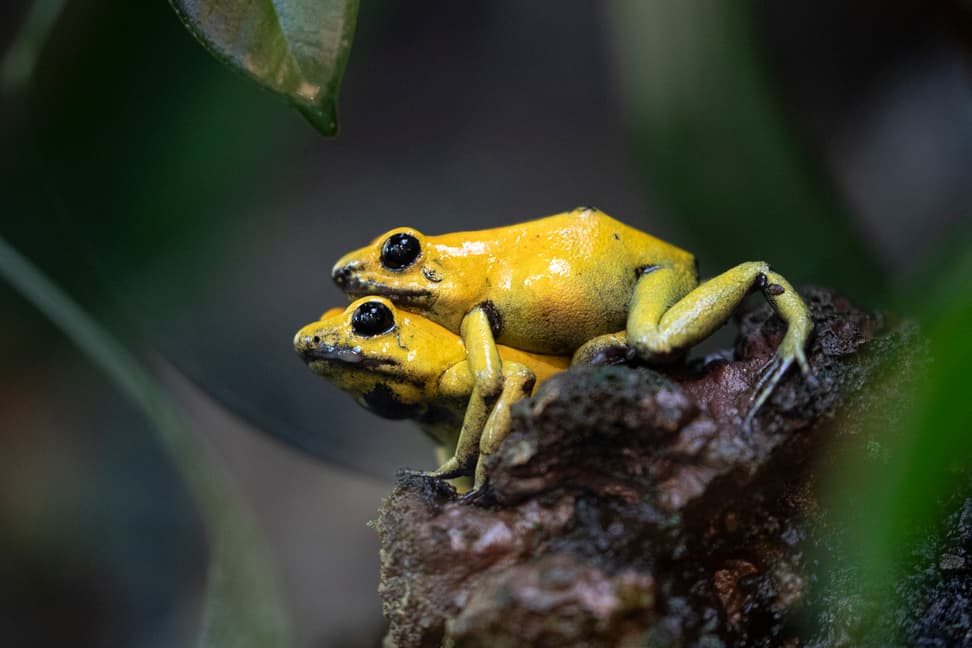 Zwei Goldene Pfeilgiftfrösche sitzen zusammen im Zoo Zürich. 