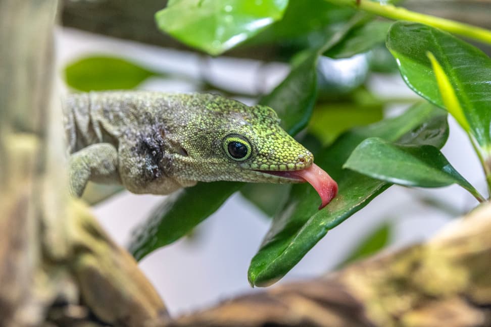 Querstreifen-Taggecko im Zoo Zürich.
