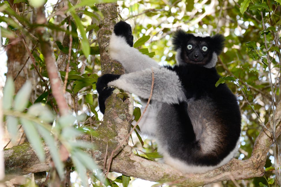 Der Indri ist die grösste Lemurenarten in Madagaskar.
