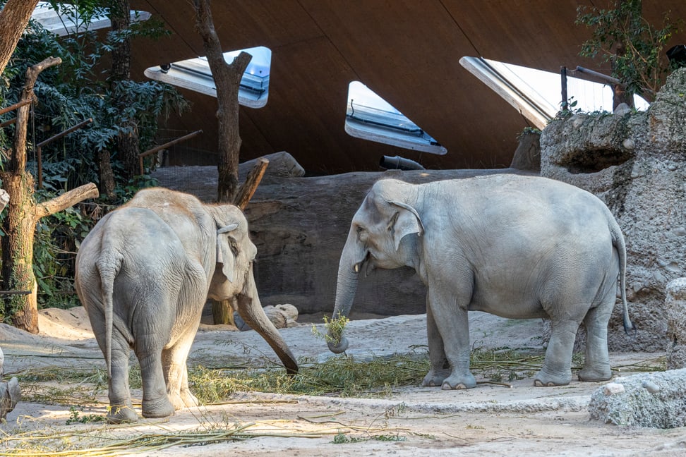 Ceyla-Himali und die trächtige Farha (rechts) im Zoo Zürich. 