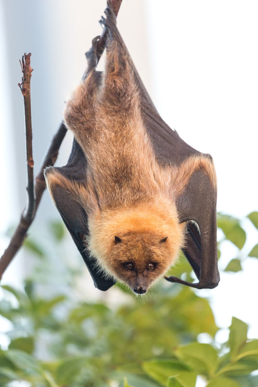 Flatterhaft erfolgreich | Zoo Zürich