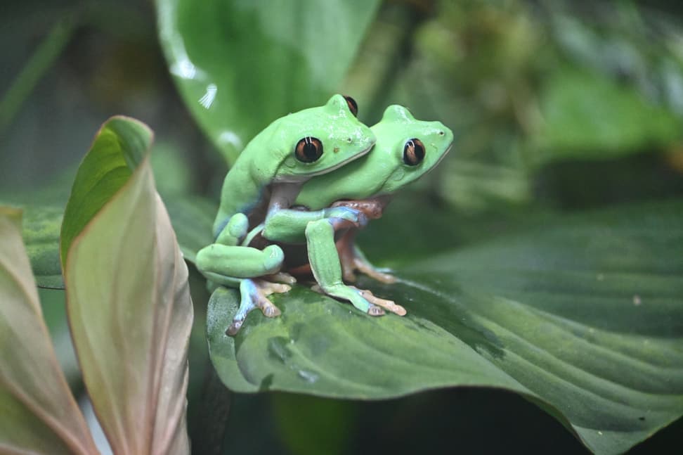 Orangeaugen-Laubfrösche bei der Paarung in der Forschungsstation des Zoo Zürich.