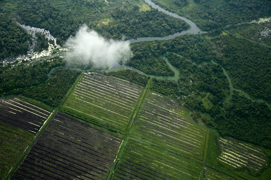 Fotograf: PanEco, Carsten Stormer Plantagen und Regenwald in Sumatra.
