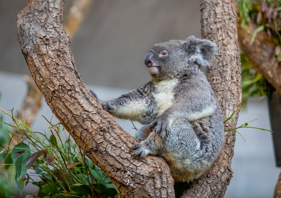 Koala Maisy at Zoo Zurich.