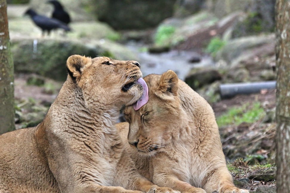 Foto: Zoo Zürich, Jeanette Steiner Asiatische Löwen im Zoo Zürich.