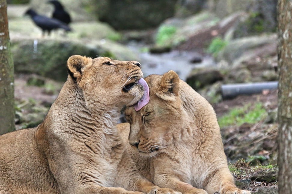 Asiatische Löwen im Zoo Zürich. 