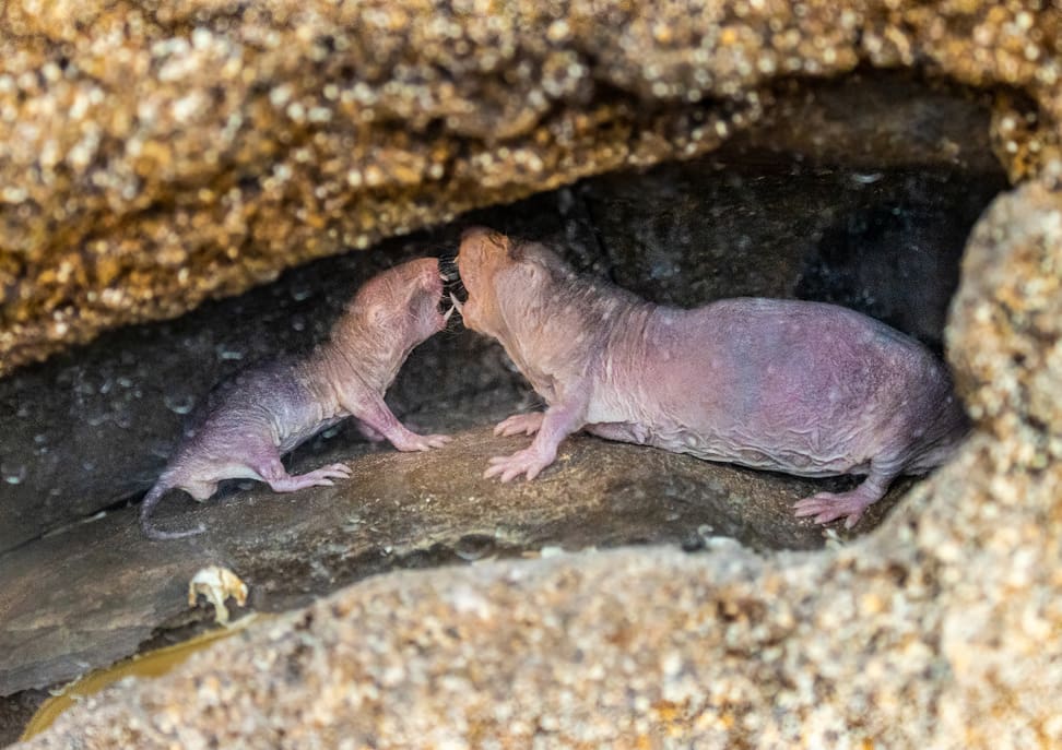 Foto: Zoo Zürich, Albert Schmidmeister Nacktmulle in der Lewa Savanne des Zoo Zürich.